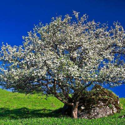 金沙直播app下载